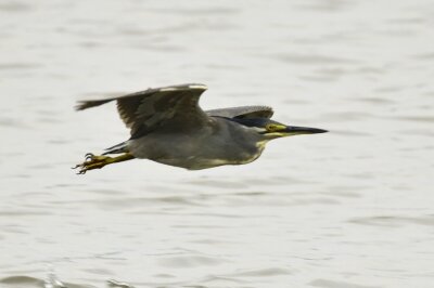 ササゴイ_20200823_東京港野鳥公園_レンジャー撮影