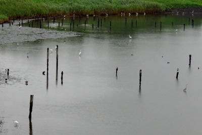 サギ_170726_東京港野鳥公園_古沢撮影_IMG_0219_trim