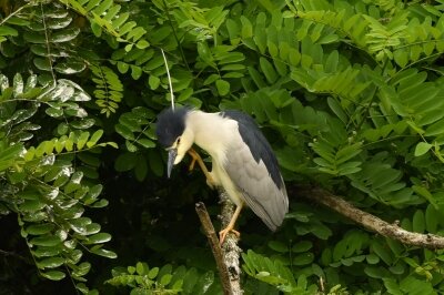 ゴイサギ_20200606_東京港野鳥公園_レンジャー撮影