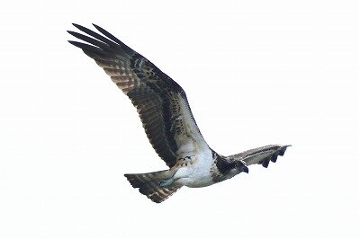 根付　「長者の鳥自慢」「鳥飼」 2024年11月10日の野鳥公園 : 東京港野鳥公園 レンジャーブログ