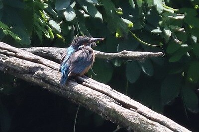 翡翠IMG_5114鳥