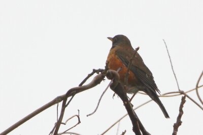アカハラ_240326_東京港野鳥公園_恩田幸昌_IMG_1192_trim
