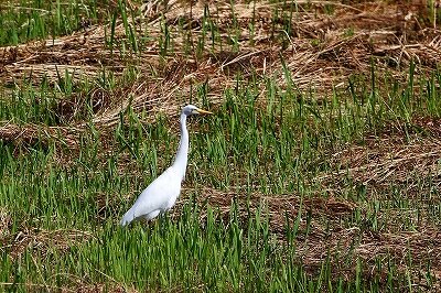 チュウサギ_230913_東京港野鳥公園_恩田幸昌_MG_6991_trim