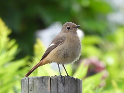 2025年11月5日の野鳥公園 : 東京港野鳥公園 レンジャーブログ