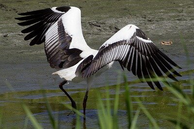 コウノトリ_230831_公財 日本野鳥の会 撮影 (3)