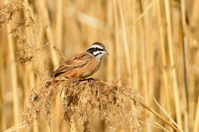 ホオジロ_200130_2号観察小屋