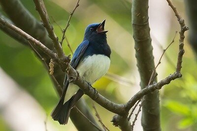 2022年4月21日の野鳥公園 : 東京港野鳥公園 レンジャーブログ