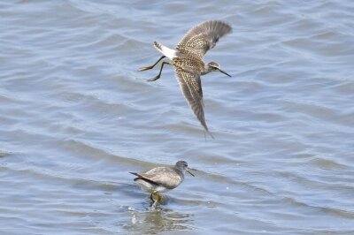 タカブシギ_20200807_東京港野鳥公園_レンジャー撮影