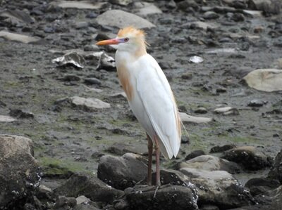 2026年6月4日の野鳥公園 : 東京港野鳥公園 レンジャーブログ
