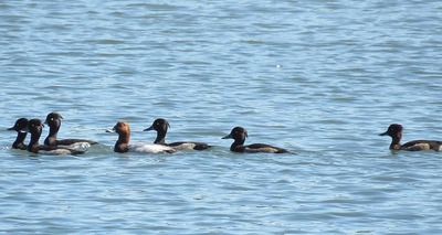 ホシハジロとキンクロハジロー180928－潮入りの池