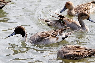 オナガガモ_231028_東京港野鳥公園_恩田幸昌_MG_9501_trim
