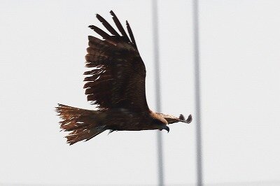 鳶IMG_5439鳥