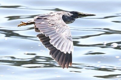 笹五位0P4A9821鳥