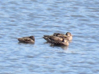 コガモ_190927_潮入りの池