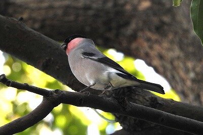 2025年11月14日の野鳥公園 : 東京港野鳥公園 レンジャーブログ