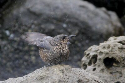 イソヒヨドリ_240326_東京港野鳥公園_恩田幸昌_IMG_1249_trim