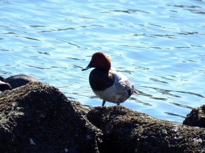 190308_ホシハジロ_古沢撮影