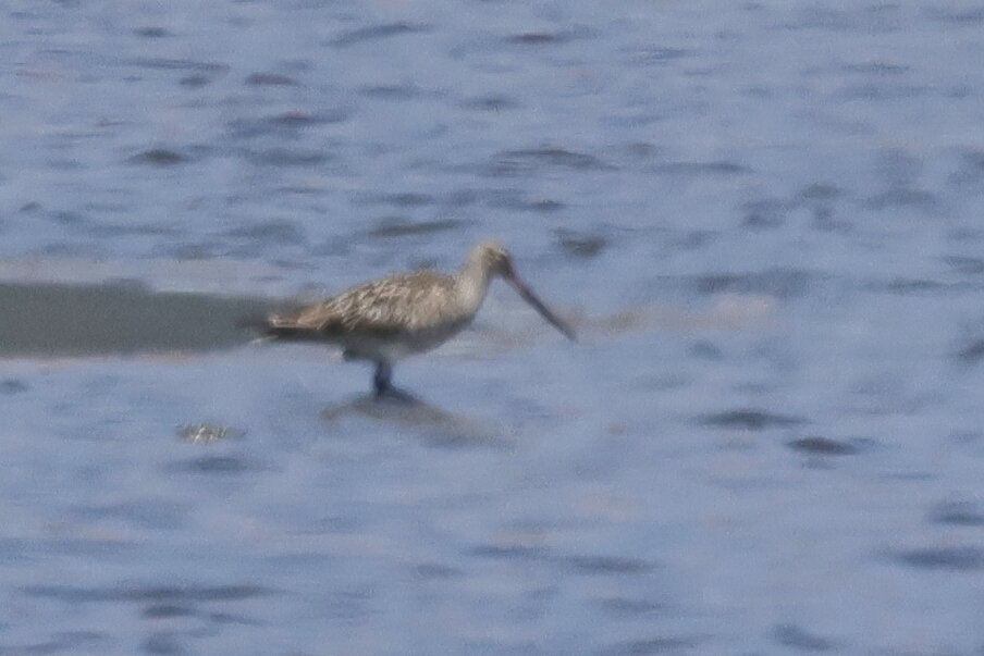 ネンネン鳥更新しました 2026年5月15日の野鳥公園 : 東京港野鳥公園 レンジャーブログ