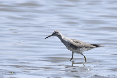 キアシシギ_240428_東京港野鳥公園_潮入りの池_公財日本野鳥の会_レンジャー青木撮影