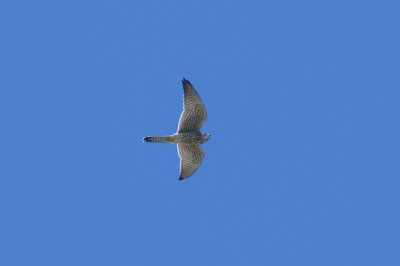 IMG_6336