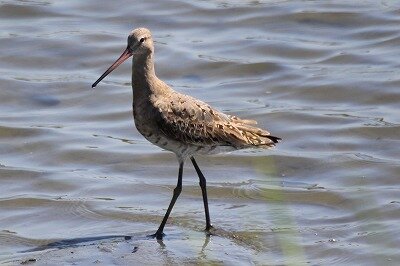 オグロシギ_200821_潮入りの池_レンジャー撮影