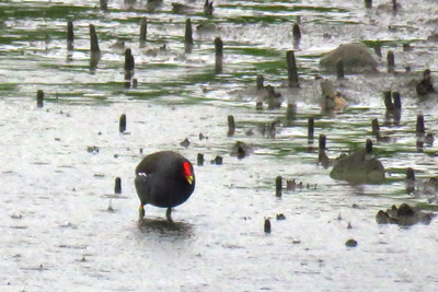 バン_170526_東京港野鳥公園_恩田撮影_IMG_0014_trim