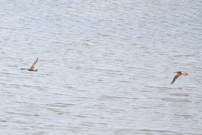 チュウシャクシギ_170503_東京港野鳥公園_恩田撮影_MG_3283_trim