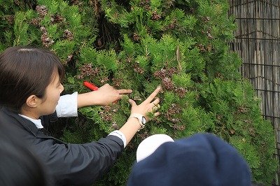 カマキリの卵をさがそう!-181202-自然生態園ー恩田 (4)