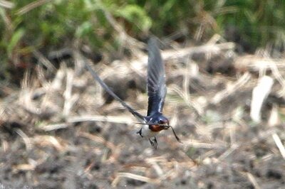 ツバメ_230509_東京港野鳥公園_恩田幸昌_MG_9652_trim