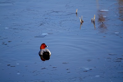 ホシハジロ_180127_東京港野鳥公園_恩田撮影_MG_8752_trim