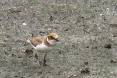 コチドリ_170713_東京港野鳥公園_恩田撮影_IMG_0161_trim