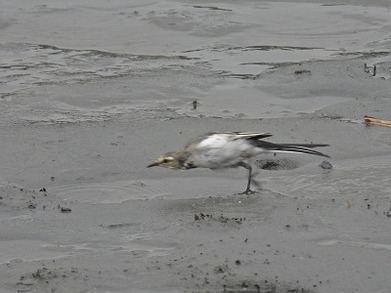 ハクセキ1二階堂