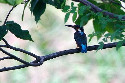 カワセミ_230928_東京港野鳥公園_恩田幸昌_MG_7706_trim
