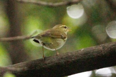 オオムシクイ_230530_東京港野鳥公園_恩田幸昌_MG_1273_trim