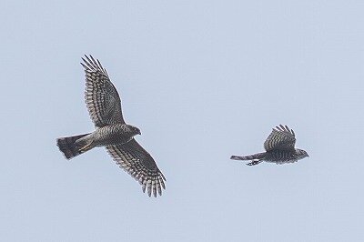 2026年1月21日の野鳥公園 : 東京港野鳥公園 レンジャーブログ