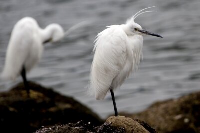 コサギ_240324_東京港野鳥公園_恩田幸昌_IMG_1118