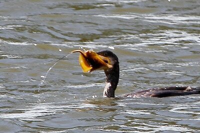 カワウ_230831_東京港野鳥公園_恩田幸昌_MG_6522_trim