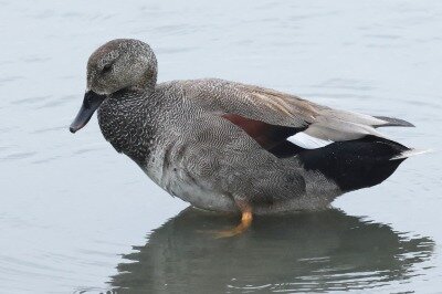 丘葦鴨0P4A5235鳥