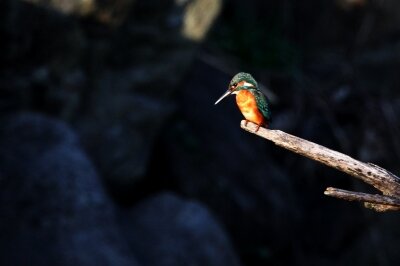 カワセミ_211030_東京港野鳥公園_恩田幸昌_MG_0045_trim