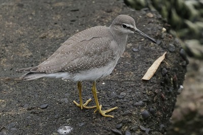 黄足鷸0P4A1399鳥