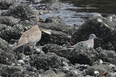 黄足・中尺0P4A7853鳥