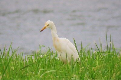 IMG_2469 (2)