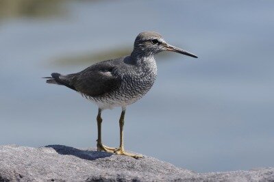 2026年5月15日の野鳥公園 : 東京港野鳥公園 レンジャーブログ