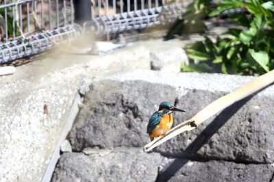 カワセミ_240310_東京港野鳥公園_恩田幸昌_IMG_0855_trim