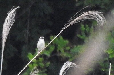 2026年6月7日の野鳥公園 : 東京港野鳥公園 レンジャーブログ