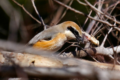 モズ_250307_東京港野鳥公園_東淡水池_公財日本野鳥の会_レンジャー撮影