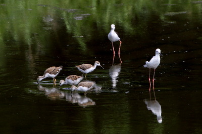 セイタカシギ_170720_東京港野鳥公園_恩田撮影_MG_5443_trim