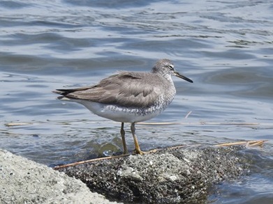 ネンネン鳥更新しました 2025年8月8日の野鳥公園 : 東京港野鳥公園 レンジャーブログ