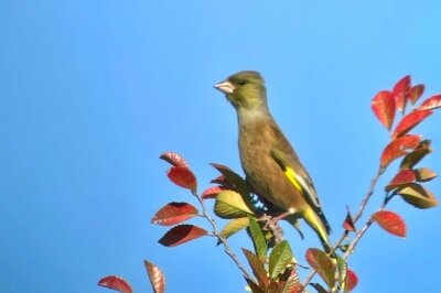 カワラヒワ_231116_東京港野鳥公園_恩田幸昌_IMG_2130_trim