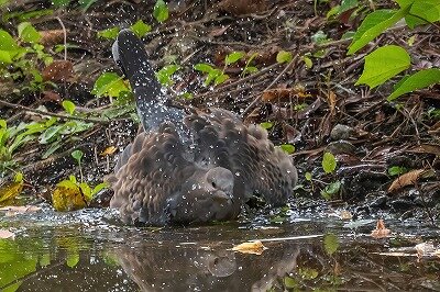 DSC_6552-DeNoiseAI-standard